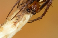 *(17800) La Diodie tte de mort. Un mle (Araneae - Araneidae - Zilla diodia)